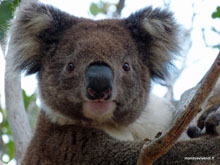 Koala - Kangaroo island - Australie
